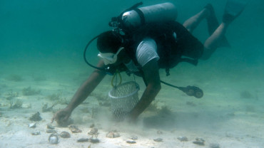 Pearl Diving
