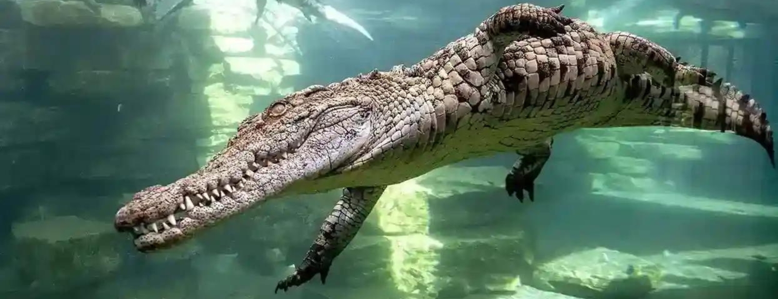 Dubai Safari Park + Dubai Crocodile Park - Combo Must-see attractions at oxge.com Dubai Safari Park + Dubai Crocodile Park - Combo Must-see attractions at discountsales.com