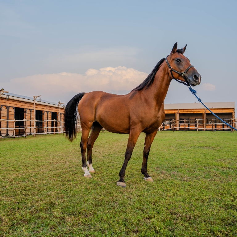 Another view of Horse Riding at Al Marmoom Oasis With Transfer at Al Qudra