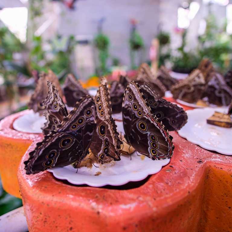 Another view of Butterfly Garden at Butterfly Garden