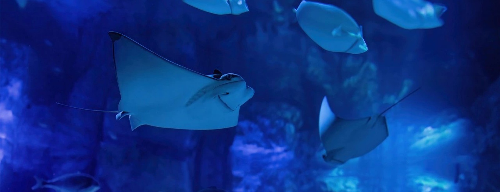 Marassi Aquarium & Underwater Zoo Tickets