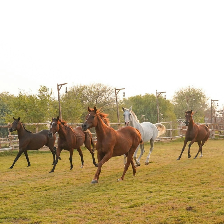 Another view of Horse Riding with Open Buffet Dinner & Shows at Al Marmoom Desert Conservation Reserve