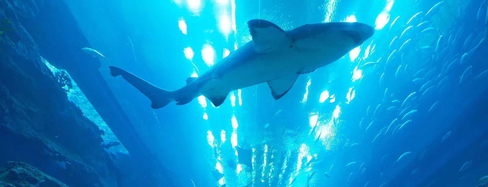 Dubai Aquarium & Underwater Zoo - Gold Experiences at shafqa.com Dubai Aquarium & Underwater Zoo - Gold Experiences at shafqa.com