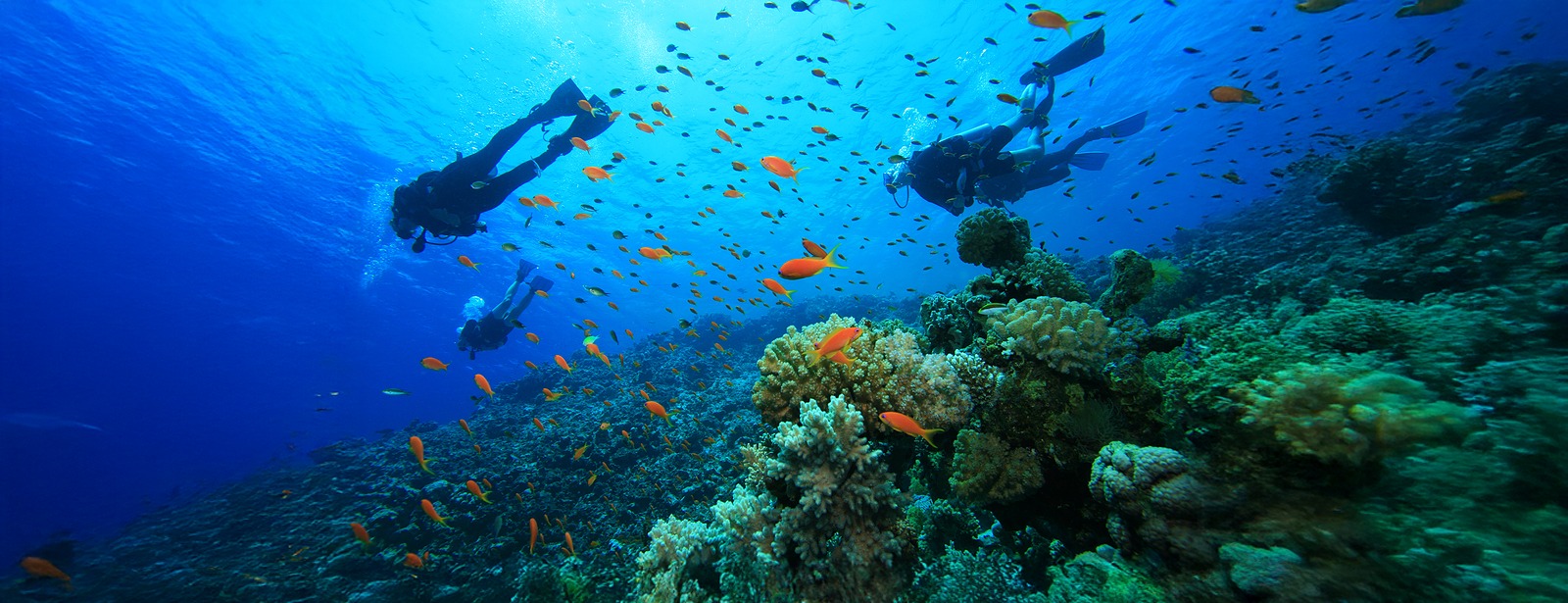 Scuba Diving at Sealine - Qool Qatar Must-see attractions at dubaitrades.com