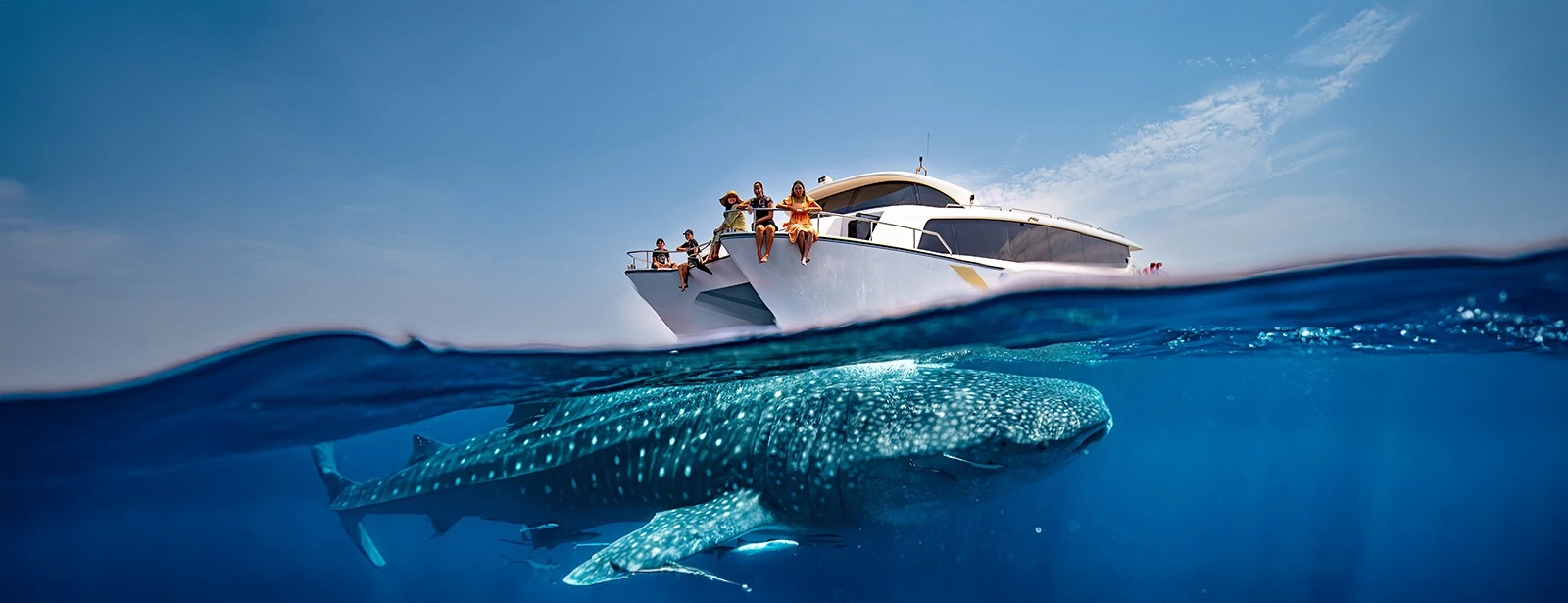 Whale Sharks Sighting - Qool Qatar Must-see attractions at dubaitrades.com