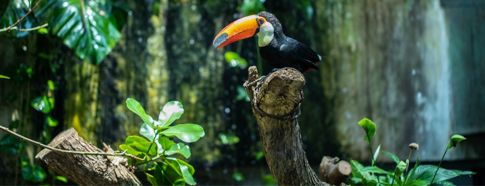 The Green Planet +  Ain Dubai - Combo Recently Added Experiences at shafqa.com