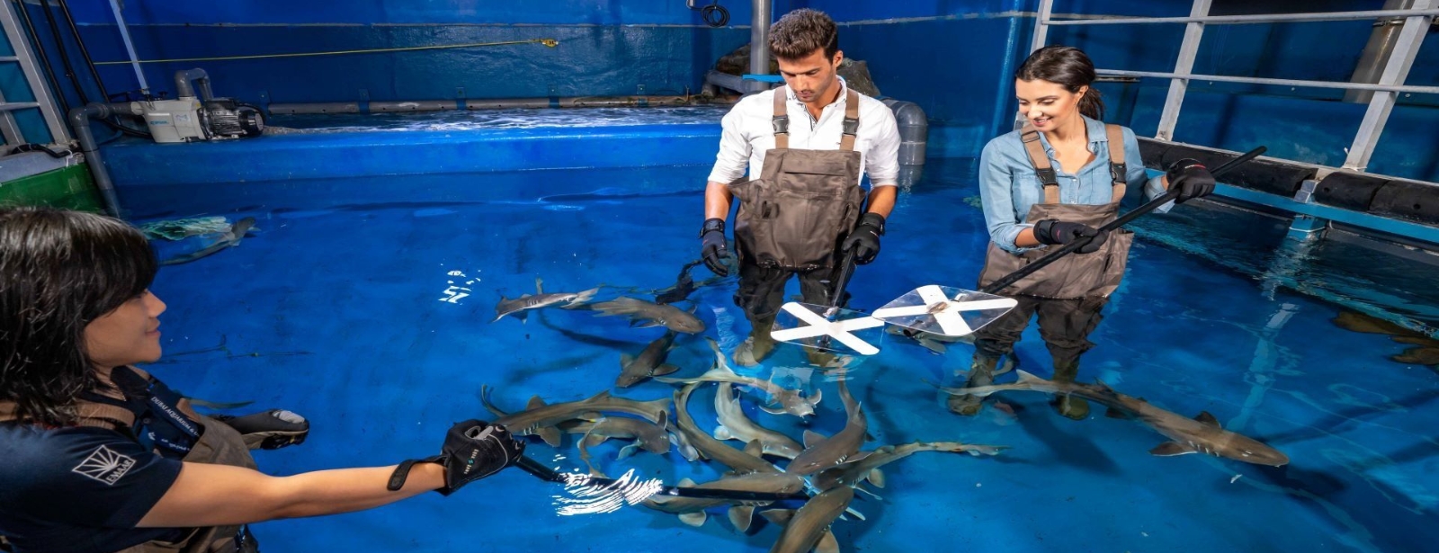 Dubai Aquarium & Underwater Zoo - Shark Trainer Encounter Experiences at dubaitrades.com