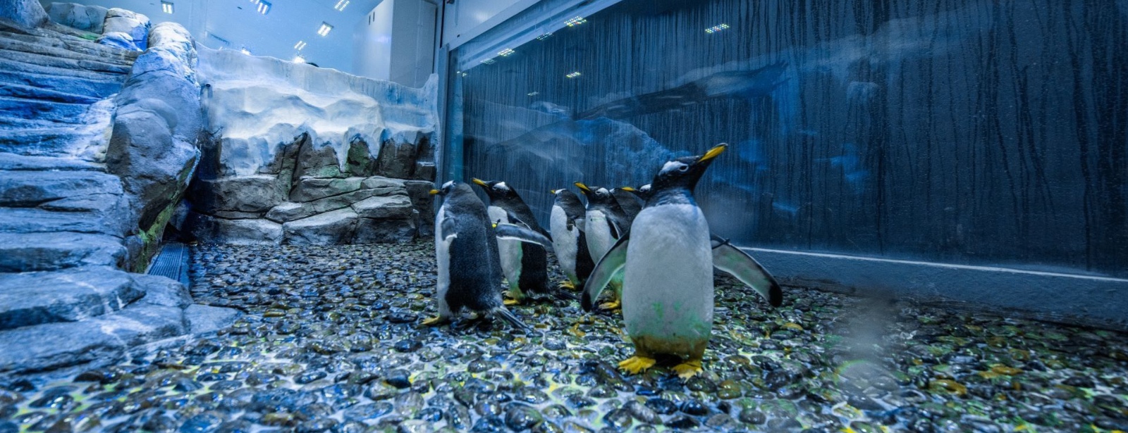 Dubai Aquarium & Underwater Zoo - Penguin Encounter Experiences at dubaitrades.com