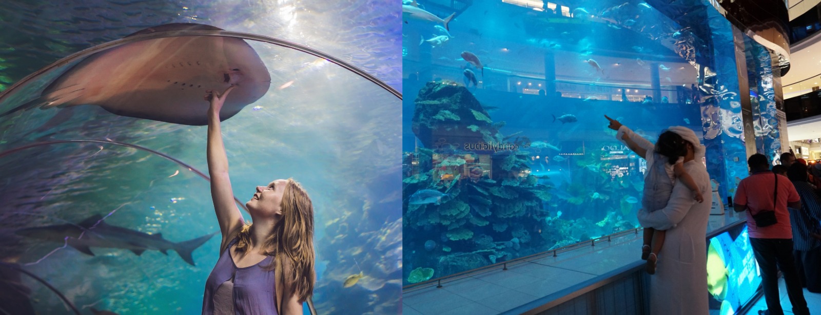 Dubai Aquarium & Underwater Zoo - Ray Encounter Experiences at dubaitrades.com