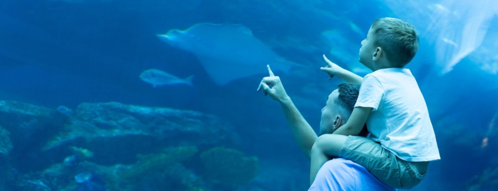 Dubai Aquarium & Underwater Zoo - Ray Encounter Experiences at dubaiadvertisement.com