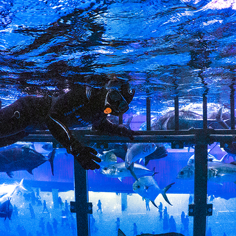Another view of Shark Dive in Dubai Aquarium (Certified Divers Only) at Dubai Mall