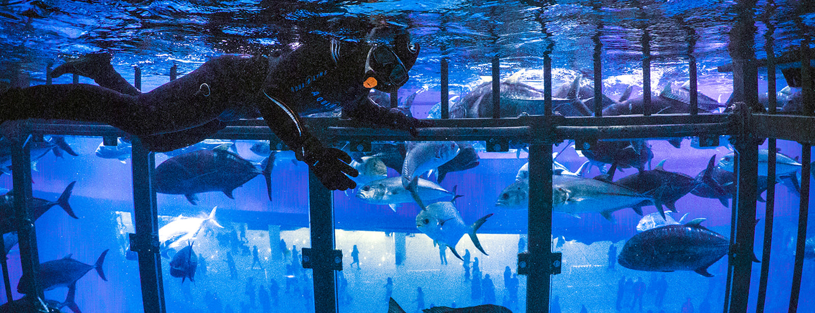 Shark Dive in Dubai Aquarium (Certified Divers Only) Recently Added Experiences at emiratesoffers.com
