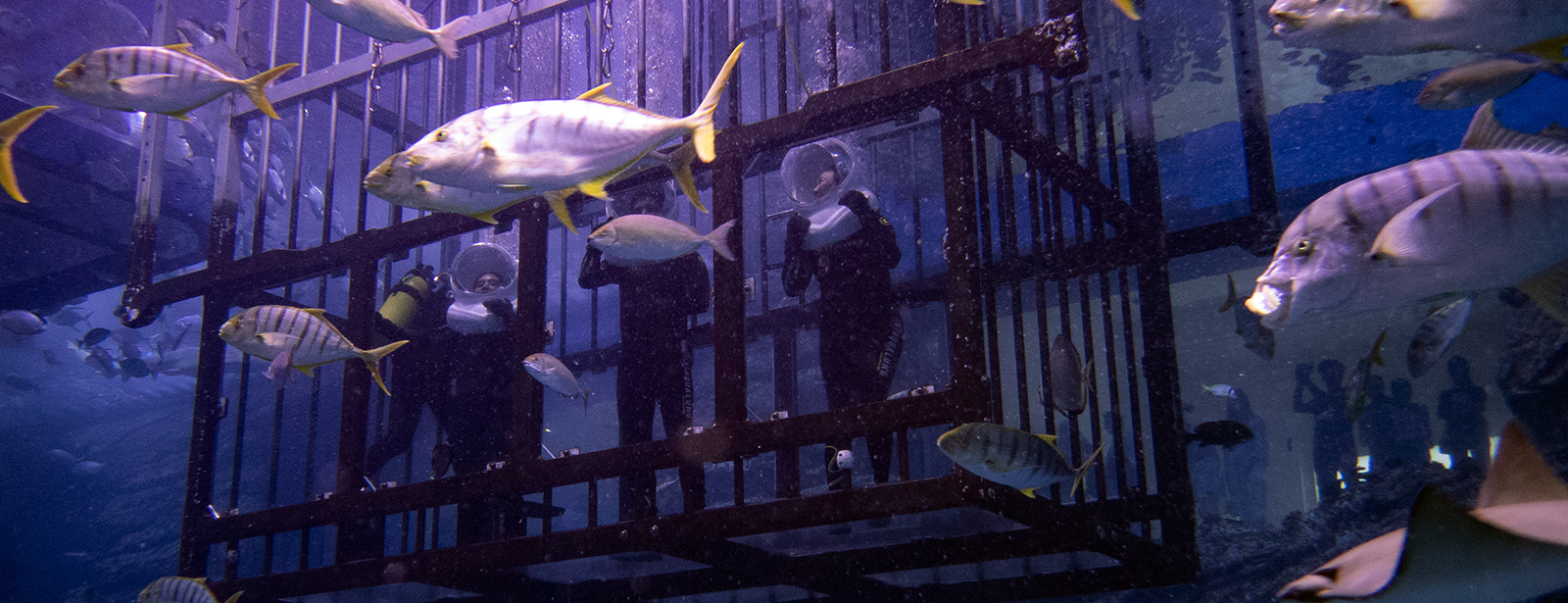 Shark Walker in Dubai Aquarium Recently Added Experiences at emiratesoffers.com