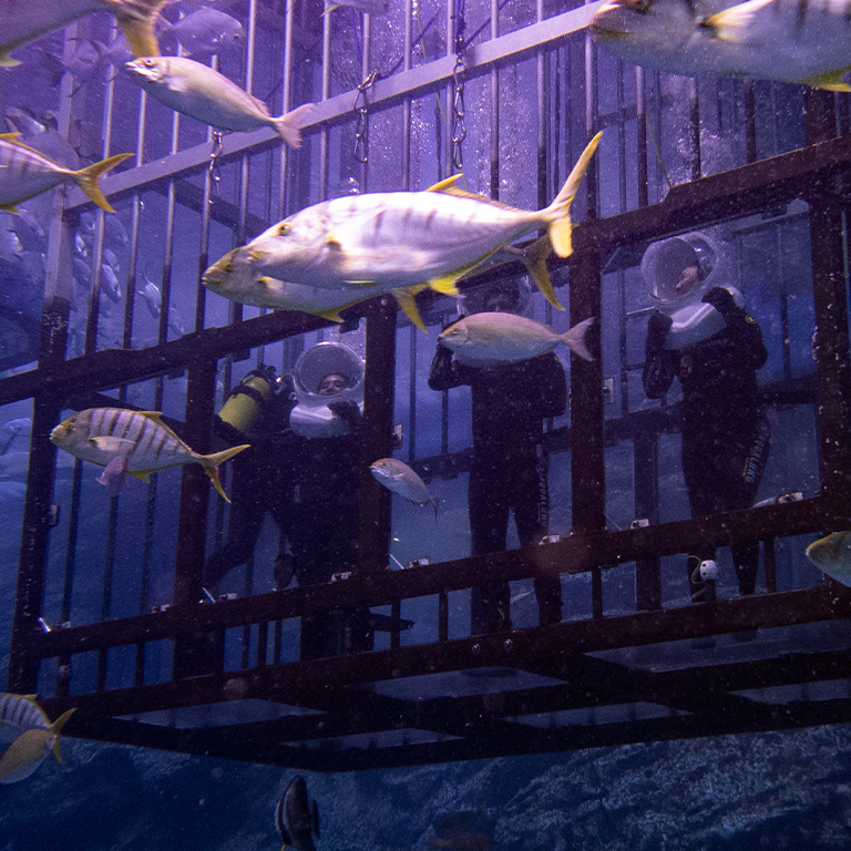 Another view of Shark Walker in Dubai Aquarium at Dubai Mall