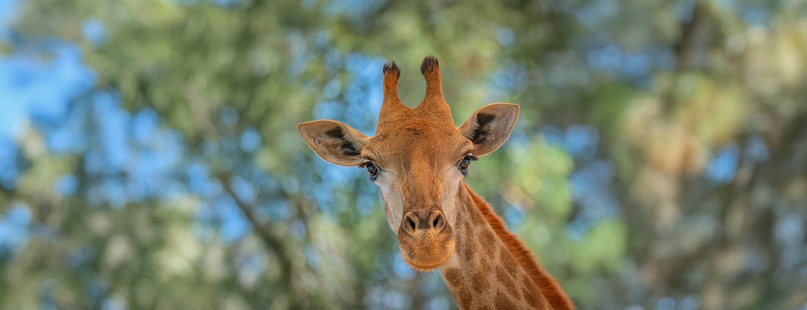 Emirates Park Zoo
