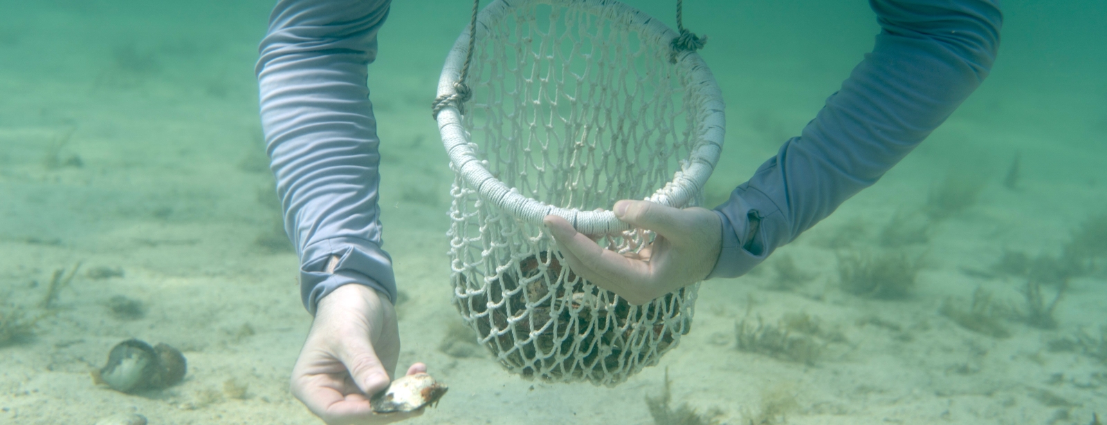 Pearl Snorkeling Water Sports at uaemegadeals.com Pearl Snorkeling Water Sports at uaemegadeals.com