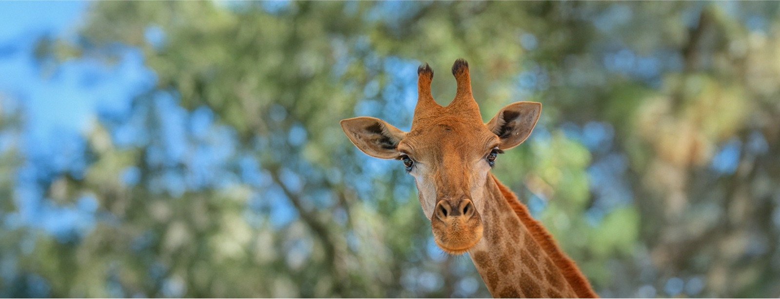 Miracle Garden + Emirates Park Zoo - Combo Must-see attractions at dubaitraveltours.com