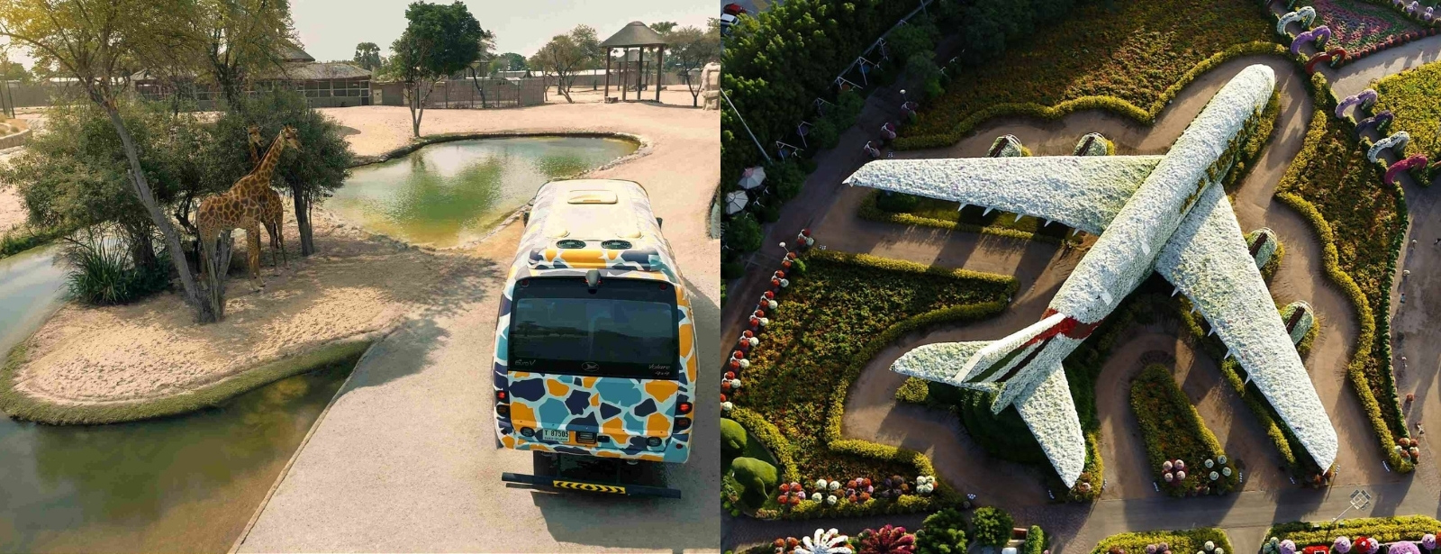 Miracle Garden + Dubai Safari Park - Combo Must-see attractions at oxge.com Miracle Garden + Dubai Safari Park - Combo Must-see attractions at directholidaysuae.com