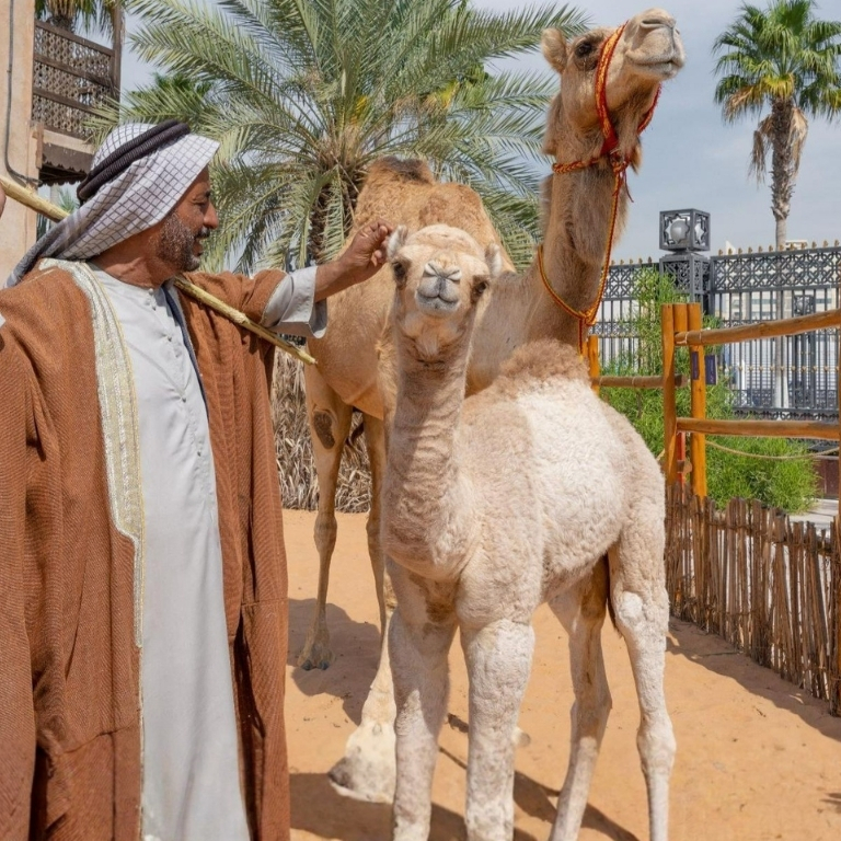 مشهد آخر لـ تجربة الضيافة الإماراتية (الغداء) في مركز الشيخ محمد للتواصل الحضاري