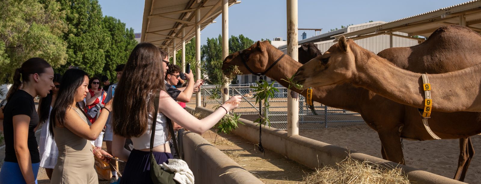 Camelicious – Camel Farm & Factory Tour with Camel Product Tasting Must-see attractions at dubaitraveltours.com