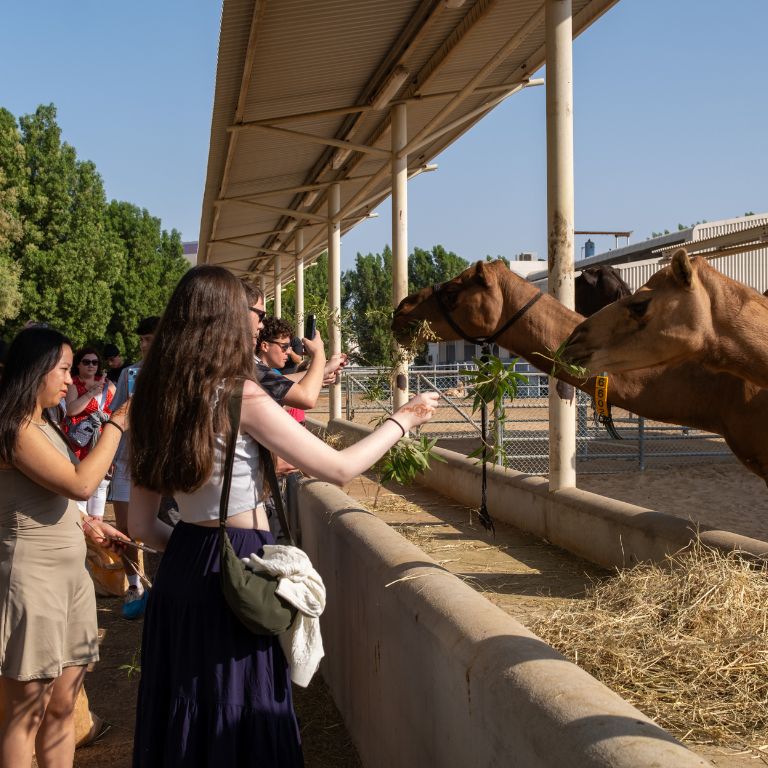 Another view of Guided Camel Farm Tour + Camel milk tasting - Camelicious at Camelicious