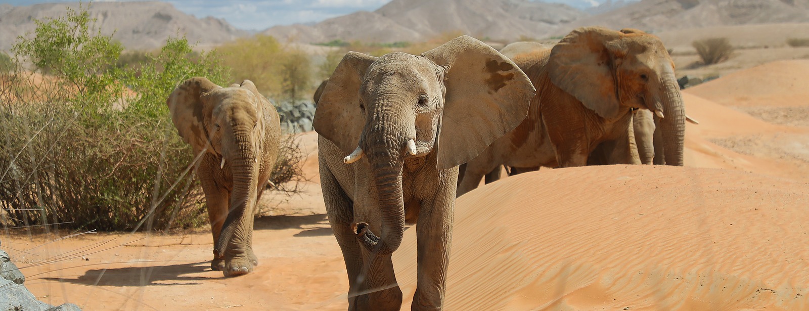 Al Ain Zoo Tickets Experiences at dubaitraveltours.com