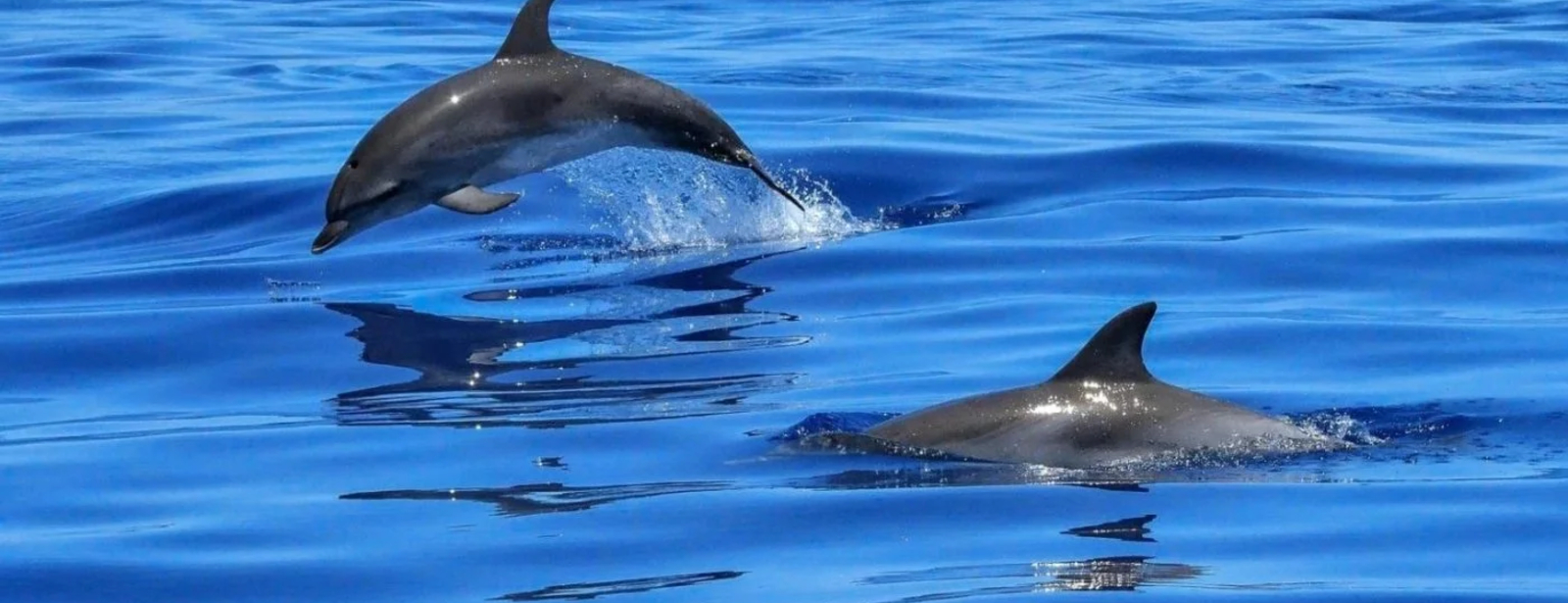 Bandar Rowdha Marina Dolphin Tour Boat Package Recently Added Experiences at dubaitraveltours.com Bandar Rowdha Marina Dolphin Tour Boat Package Recently Added Experiences at dubaitraveltours.com