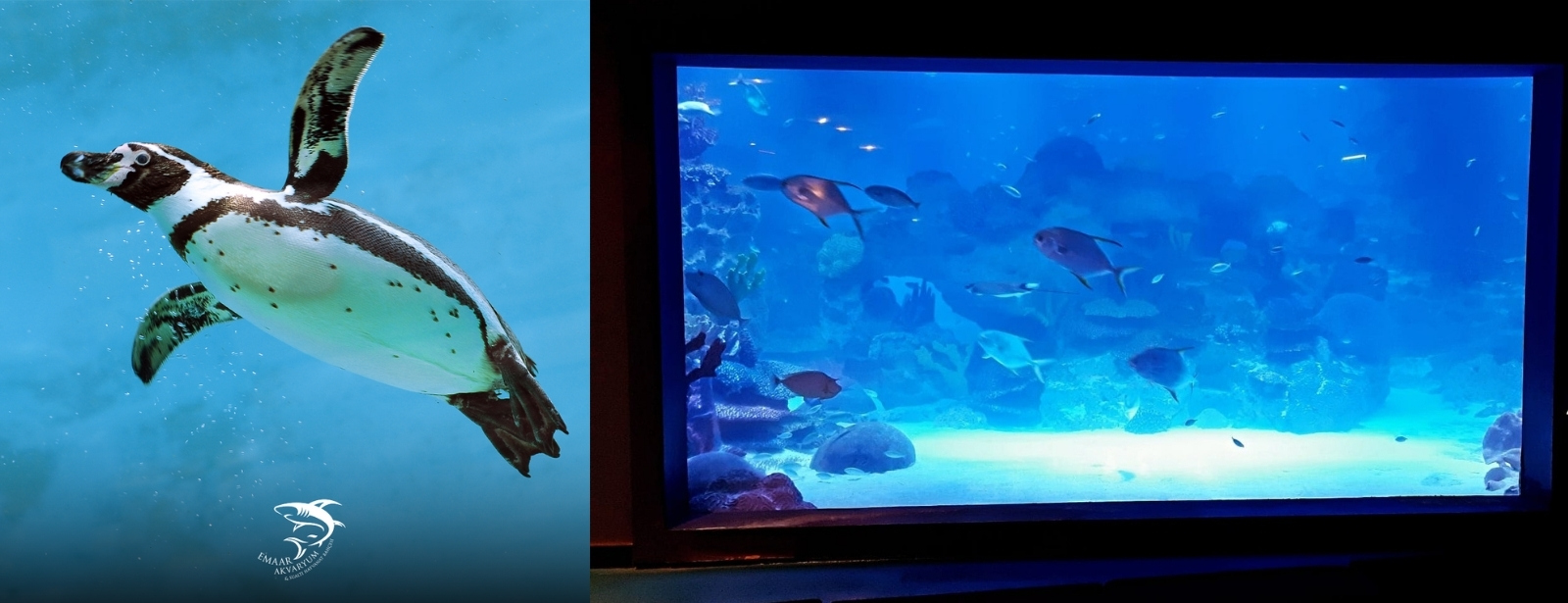 Istanbul Emaar Aquarium Experiences at dubaitraveltours.com