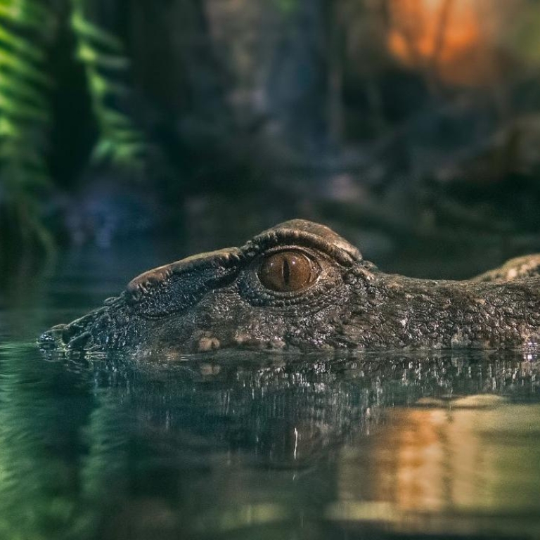 Another view of Dubai Aquarium & Underwater Zoo - King Crock Encounter at The Dubai Mall