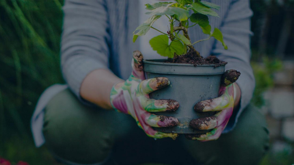 Saudi International Flowers & Garden Expo (SIFGEXPO)