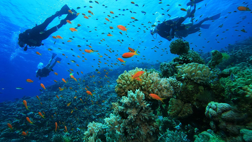 Scuba Diving at Sealine - Qool Qatar