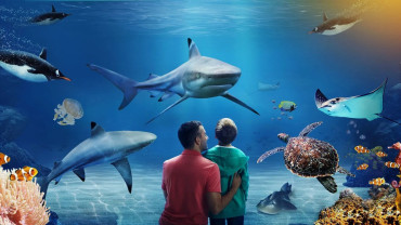 SEA LIFE Birmingham SEA LIFE Birmingham