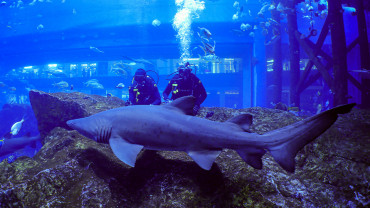 Shark Dive in Dubai Aquarium (Certified Divers Only)