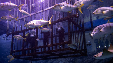 Shark Walker in Dubai Aquarium