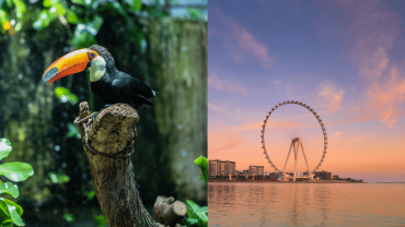 The Green Planet +  Ain Dubai - Combo