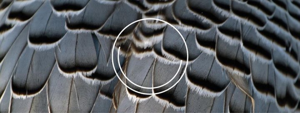 The Observatory Residents' night