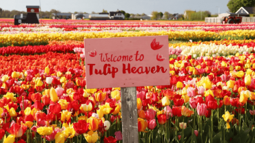Tulip Experience Amsterdam: Entry Ticket Tulip Experience Amsterdam: Entry Ticket