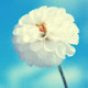 Mariam A