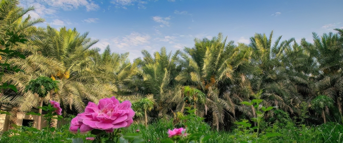 مزرعة الورد الحساوي المميز